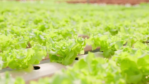 Shot of Hydroponics grown vegetables with brilliant green harvest.