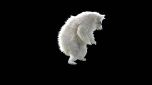 150 Ours blanc dansant HD