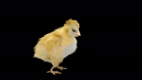 Fluffy Yellow Chick Dancing 3D Animation Loop
