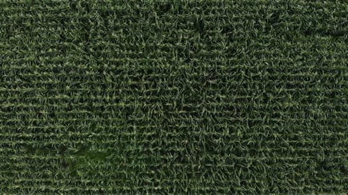 Aerial View of a Green Corn Field. The Camera Flies Up Vertically Above the Corn Field