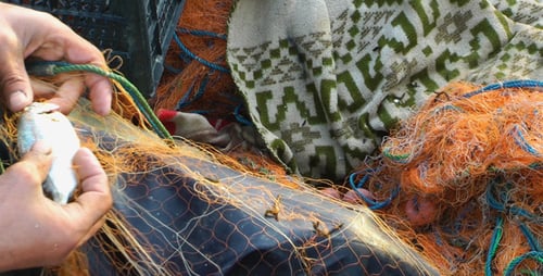Fisherman And Fishnets 4