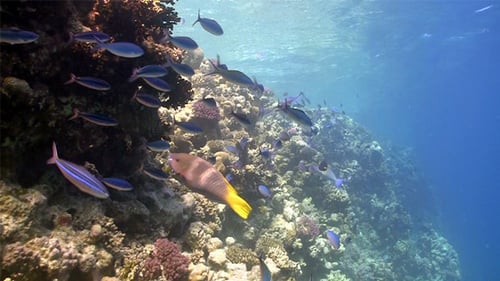 Colorful Fish on Vibrant Coral Reef