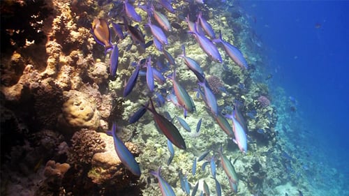 Colorful Fish on Vibrant Coral Reef