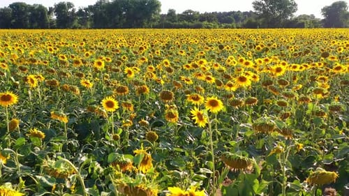 Field of Blooming Sunflowers in Summertime in Czech Republic