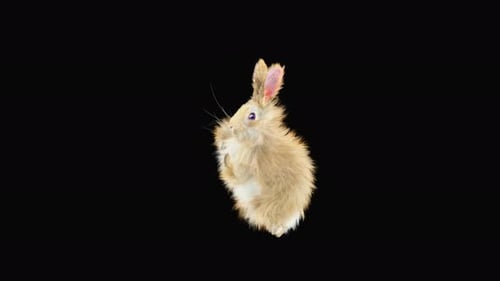 Rabbit Dancing 4K
