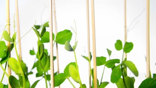 Green Pea Shoots Growing on Bamboo Stakes