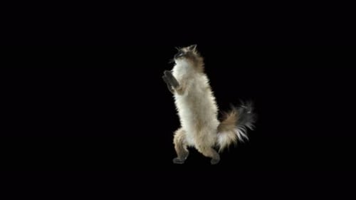 Katze Walking 4K
