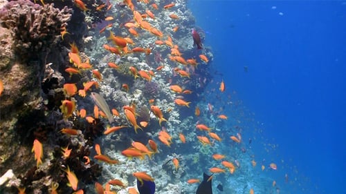 Colorful Fish on Vibrant Coral Reef 1