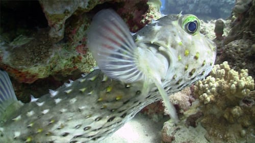 Kugelfisch am Korallenriff 5