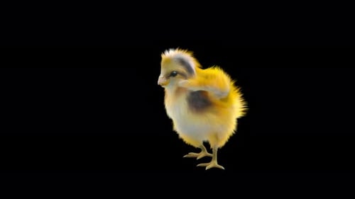 Realistic 3D Baby Chick Animation with Alpha Channel