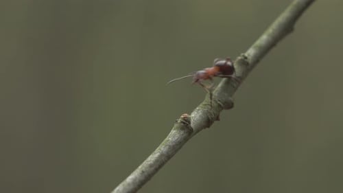 Insect