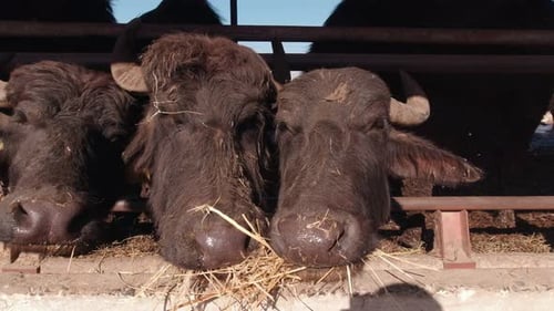 Buffalo Eating Hay on a Farm