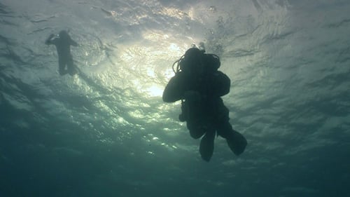 Diver Swims Over Camera