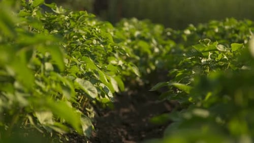 Potato Field. Dynamic Frame