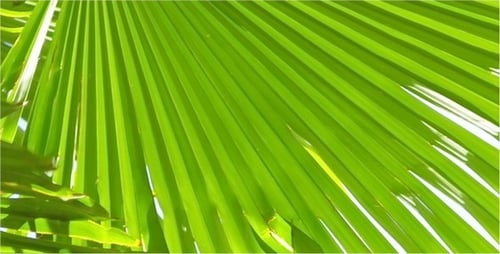 Palm Tree