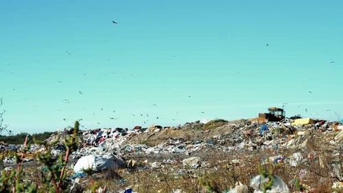 Waste Landfill with Bulldozer and Flying Birds