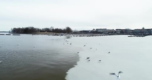 Moving shot of some birds standing and flying from an ice shelf in Helsinki, Finland.