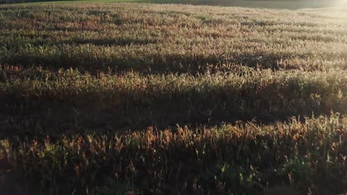 Luftaufnahme des grünen Weizenfeldes. Drohne fliegt bei Sonnenuntergang oder Sonnenaufgang über ein wunderschönes Naturfeld