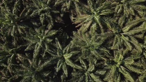 Aerial footage of a tropical palm tree forest from above. Slowly descending high angle view