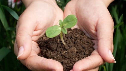 Farmer hand holding a green seed sprout with soil for planting in the ground. Top-down view