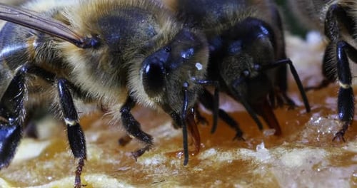 European Honey Bee, apis mellifera, black Bee Licking Honey, Hive in Normandy, Real Time 4K