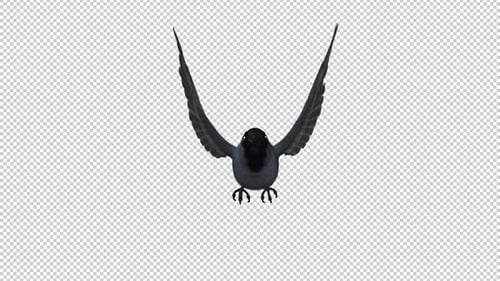 Eurasian Jackdaw - Flying Loop - Front View CU - Alpha Channel