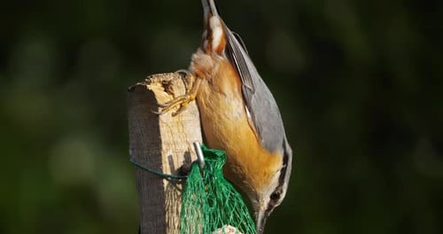 Sittelle eurasienne ou sittelle des bois (Sitta europaea) mangeant sur une mangeoire à oiseaux
