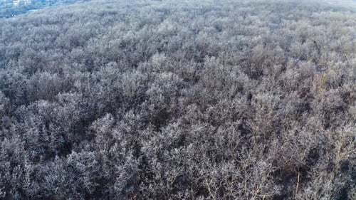 Luftaufnahme der Waldlandschaft. Drohnenansicht der Winterlandschaft