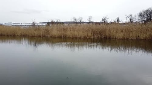 Duck Swimming on the Lake Evening Pond