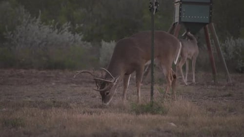 whitetail deer in texas,