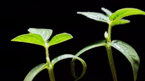 Growing Green Plant Sprouts Time-Lapse on Black Background