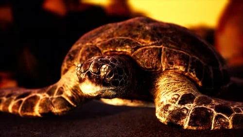 Tortuga marina en arena de playa