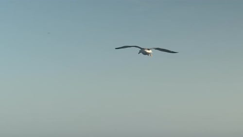 Majestic Seagull Flying Over the Ocean