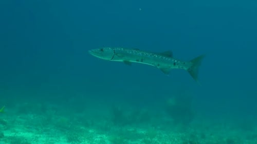 Barracuda hovering in the blue