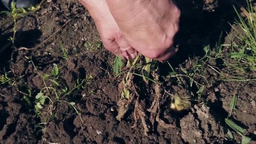 Women's Hands with Harvest of Potatoes in the Garden