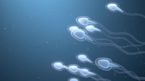 Human sperm cells