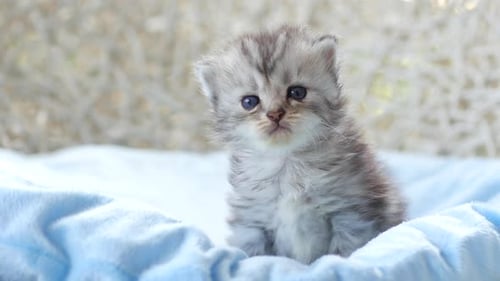Close Up Of Scottish Kitten Sitting On Bed