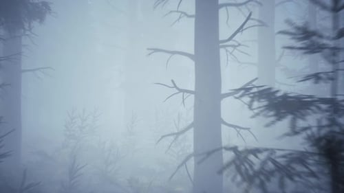 Scary mystical dark foggy forest in motion Flythrough animation 4K
