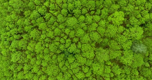 Top View of Pine Trees Forest