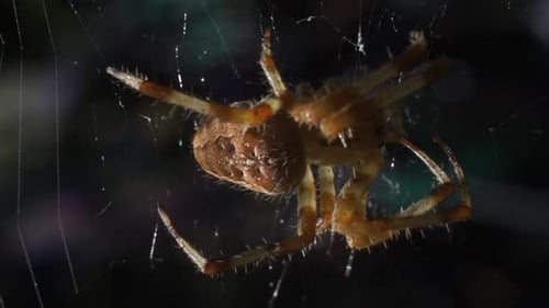 Macro close up of an ordinary common brown spider protecting the garden from unwanted pest, slow mot