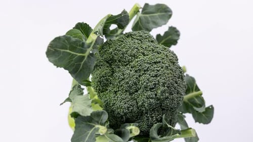 Fresh Green Broccoli Rotating on White Background
