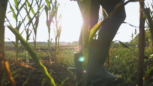 A Woman Farmer Walks Through a Green Cornfield. Farming and Agro Business Concept.