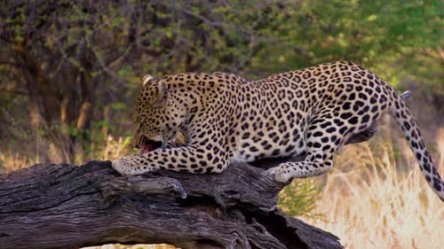 Leopard Feeding In Africa
