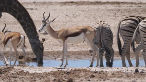 Giraffe and a herd of zebras drinking from a waterhole