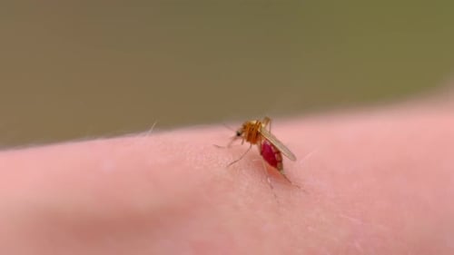 Sang de moustique suçant la peau humaine