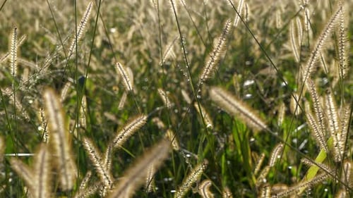 Grass Flowers Field Nature Ecology Environment