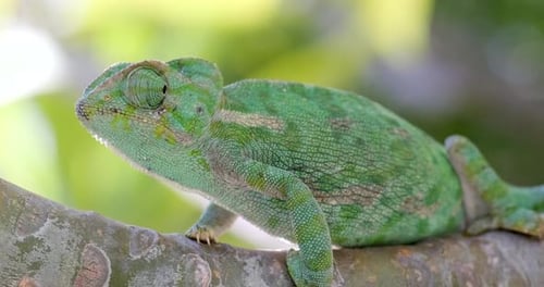 Caméléon vert assis sur une branche