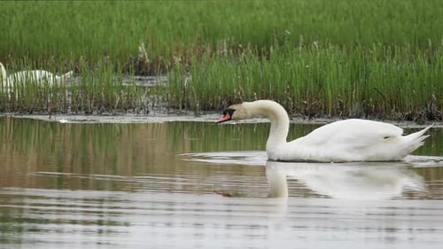 Wild bird mute swan in spring on pond