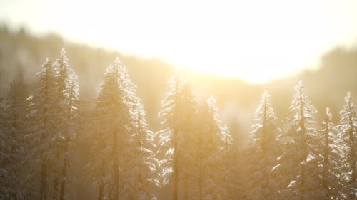 Herrliche Weihnachtsszene im Bergwald. Bunter Wintersonnenaufgang