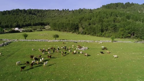 Domestic Goats Grazing in Green Pastureland